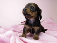 カニンヘン ダックスフンド 子犬 シェーデットレッド 女の子 カニンヘン ダックスフンド 子犬 シェーデットレッド 女の子