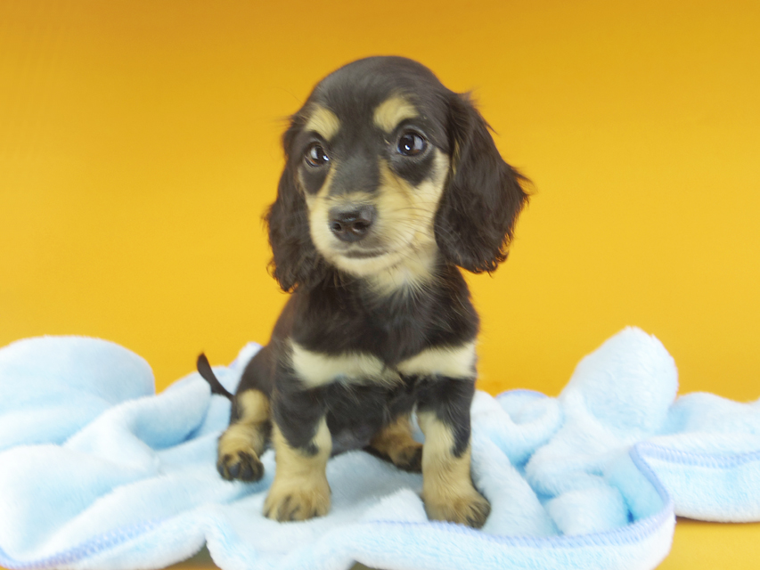 カニンヘンダックスフンド ビーmt & ボンmtの子犬 ブラックイエロー(ブラッククリーム) 女の子105 カニンヘンダックスフンド ビーmt & ボンmtの子犬 ブラックイエロー(ブラッククリーム) 女の子