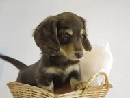 カニヘン　子犬　チョコクリ女の子