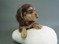 カニヘン　チョクリ男の子　神奈川県・Ｅ様