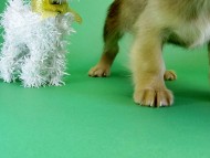 カニンヘンダックス　子犬　クリーム女の子