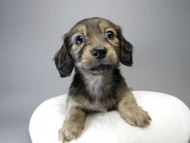 カニンヘン ダックスフンド 子犬 シェーデットクリーム 男の子 カニンヘン ダックスフンド 子犬 シェーデットクリーム 男の子