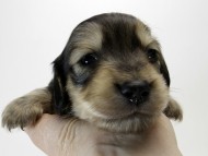 カニンヘン ダックスフンド 子犬 シェーデットクリーム 男の子