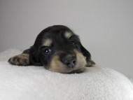 カニンヘン ダックスフンド 子犬 ブラッククリーム 女の子