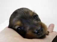 カニンヘン ダックスフンド 子犬 シェーデットレット 女の子