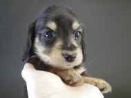 カニヘン　子犬　ブラクリ男の子