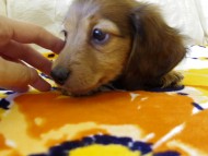 カニヘンダックス　シェーデットレット　男の子