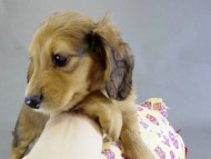 カニヘン　子犬　レット男の子