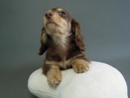 カニヘン　チョクリ男の子　神奈川県・Ｅ様