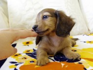 カニヘンダックス　シェーデットレット　男の子