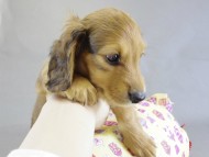 カニヘン 子犬 レット男の子 カニヘン 子犬 レット男の子