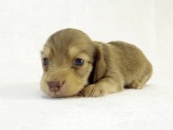 カニンヘン ダックスフンド　クリーム女の子