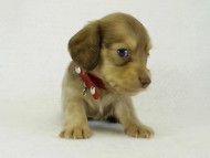 カニヘンダックス 子犬 クリーム 女の子 カニヘンダックス 子犬 クリーム 女の子