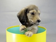 カニヘンダックス　子犬　シェーデットクリーム　男の子