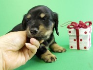 カニヘンダックス 子犬 ブラッククリーム男の子 カニヘンダックス 子犬 ブラッククリーム男の子