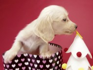 カニンヘン ダックスフンド ピュアクリーム女の子 カニンヘン ダックスフンド ピュアクリーム女の子