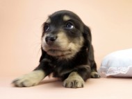 カニンヘーン ダックスフンド 子犬 ブラッククリーム男の子