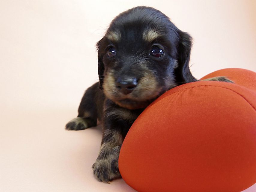 カニンヘン ダックスフンド 子犬 ブラッククリーム 男の子 カニンヘン ダックスフンド 子犬 ブラッククリーム 男の子