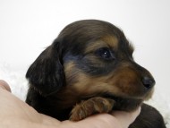 カニンヘン ダックスフンド 子犬 シェーデットレット 女の子