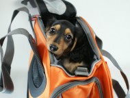 カニヘン　子犬　ブラタン女の子