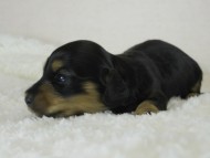 カニヘン 子犬 ブラクリ女の子 カニヘン 子犬 ブラクリ女の子