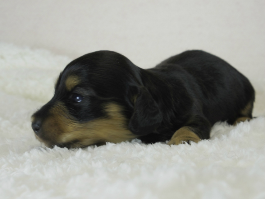 カニヘン 子犬 ブラクリ女の子 カニヘン 子犬 ブラクリ女の子