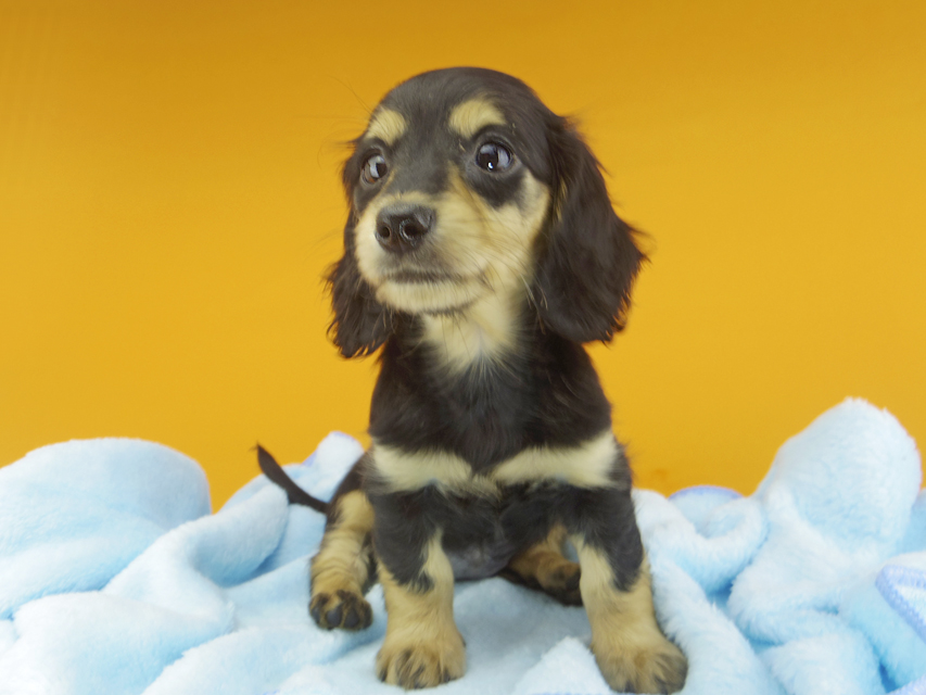 カニンヘンダックスフンド ビーmt & ボンmtの子犬 ブラックイエロー(ブラッククリーム) 女の子107 カニンヘンダックスフンド ビーmt & ボンmtの子犬 ブラックイエロー(ブラッククリーム) 女の子