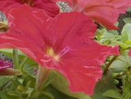 カニンヘン　子犬　シェーデットクリーム男の子