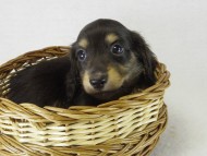 カニンヘン 子犬 ブラクリ男の子そら君 カニンヘン 子犬 ブラクリ男の子そら君