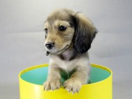 カニヘンダックス　子犬　シェーデットクリーム　男の子