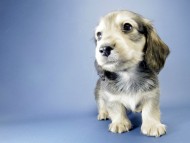 カニンヘン ダックスフンド 子犬 シェーデットクリーム 男の子