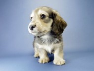 カニンヘン ダックスフンド 子犬 シェーデットクリーム 男の子