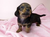 カニンヘン ダックスフンド 子犬 シェーデットレッド 女の子 カニンヘン ダックスフンド 子犬 シェーデットレッド 女の子