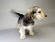 カニンヘン ダックスフンド 子犬 シェデットクリーム 男の子 カニンヘン ダックスフンド 子犬 シェデットクリーム 男の子