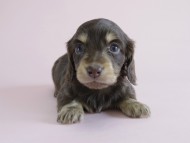 カニヘン　子犬　チョコクリ　女の子