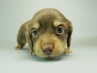 カニンヘンダックスフンド　チョコクリーム　子犬　男の子♪