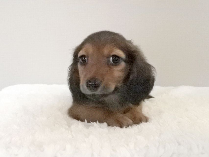 カニンヘンダックスフンド スワン & ジムダンディの子犬 レッド 男の子109 カニンヘンダックスフンド スワン & ジムダンディの子犬 レッド 男の子