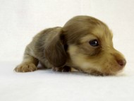 カニンヘン ダックスフンド クリーム女の子 カニンヘン ダックスフンド クリーム女の子