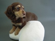 カニヘン　チョクリ男の子　神奈川県・Ｅ様