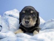 カニンヘン ダックスフンド 子犬 ブラッククリーム 男の子