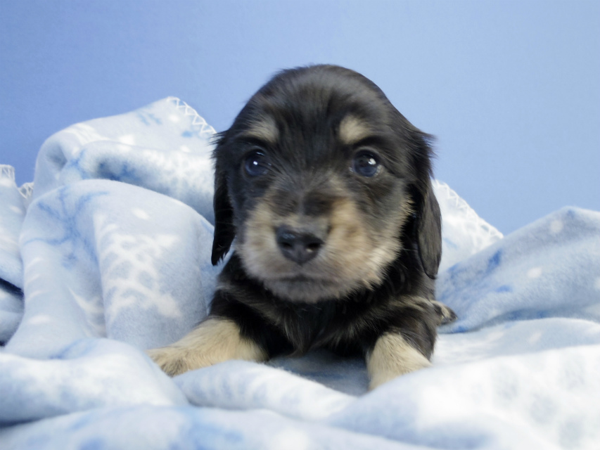 カニンヘン ダックスフンド 子犬 ブラッククリーム 男の子 カニンヘン ダックスフンド 子犬 ブラッククリーム 男の子