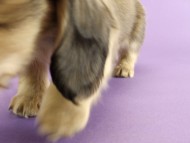 カニンヘン ダックスフンド 子犬 シェーデットクリーム 男の子