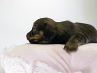 カニンヘン ダックスフンド 子犬 シェーデットクリーム 女の子