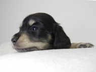 カニンヘン ダックスフンド 子犬 ブラッククリーム 女の子