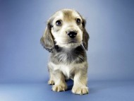 カニンヘン ダックスフンド 子犬 シェーデットクリーム 男の子