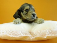 カニヘン　子犬　シェーデットクリーム　女の子