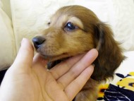 カニヘンダックス　シェーデットレット　男の子