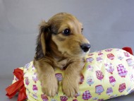 カニヘン　子犬　レット男の子