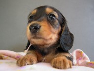 カニヘン　子犬　ブラタン女の子