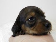 カニンヘン ダックスフンド 子犬 シェーデットレット 女の子